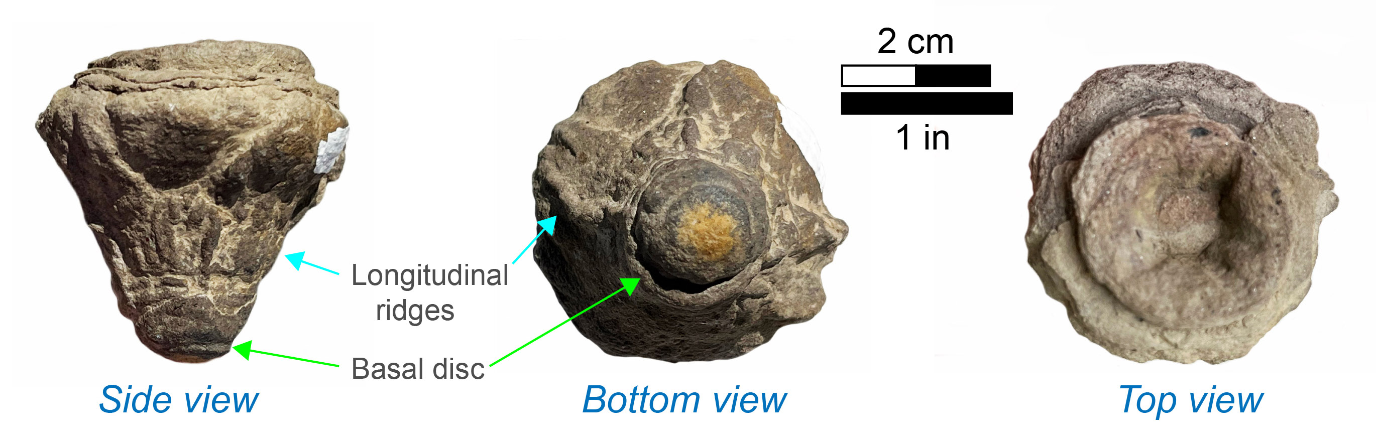 Conostichus fossils